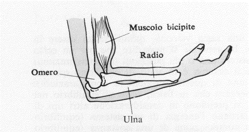 Esempi L avambraccio è sostenuto dal muscolo bicipite ed è incernierato al gomito, possiamo usare la schematizzazione in figura : R (E) = 0 M (E) = 0 fulcro