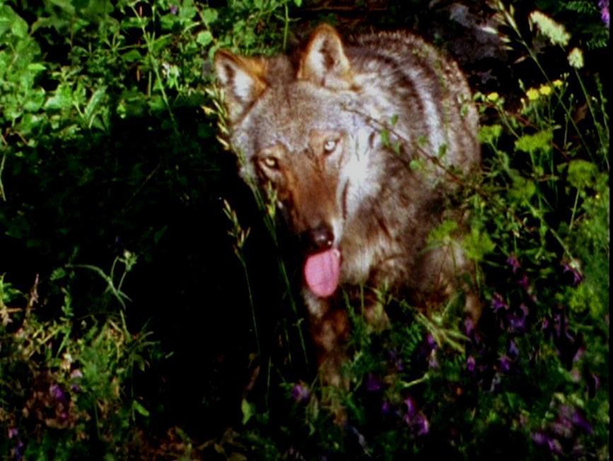 97-99 e ha natura sì malvagia e ria, che mai non empie la bramosa voglia, e dopo l pasto ha più fame che pria.