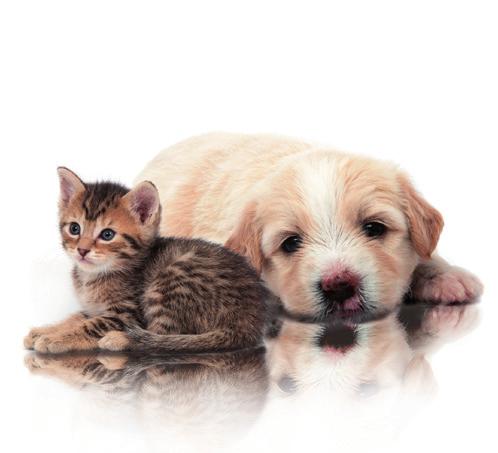 I fabbisogni qualitativi di una dieta per cani e gatti vengono soddisfatti da vitamine, sali minerali, oligoelementi e acidi grassi polinsaturi.