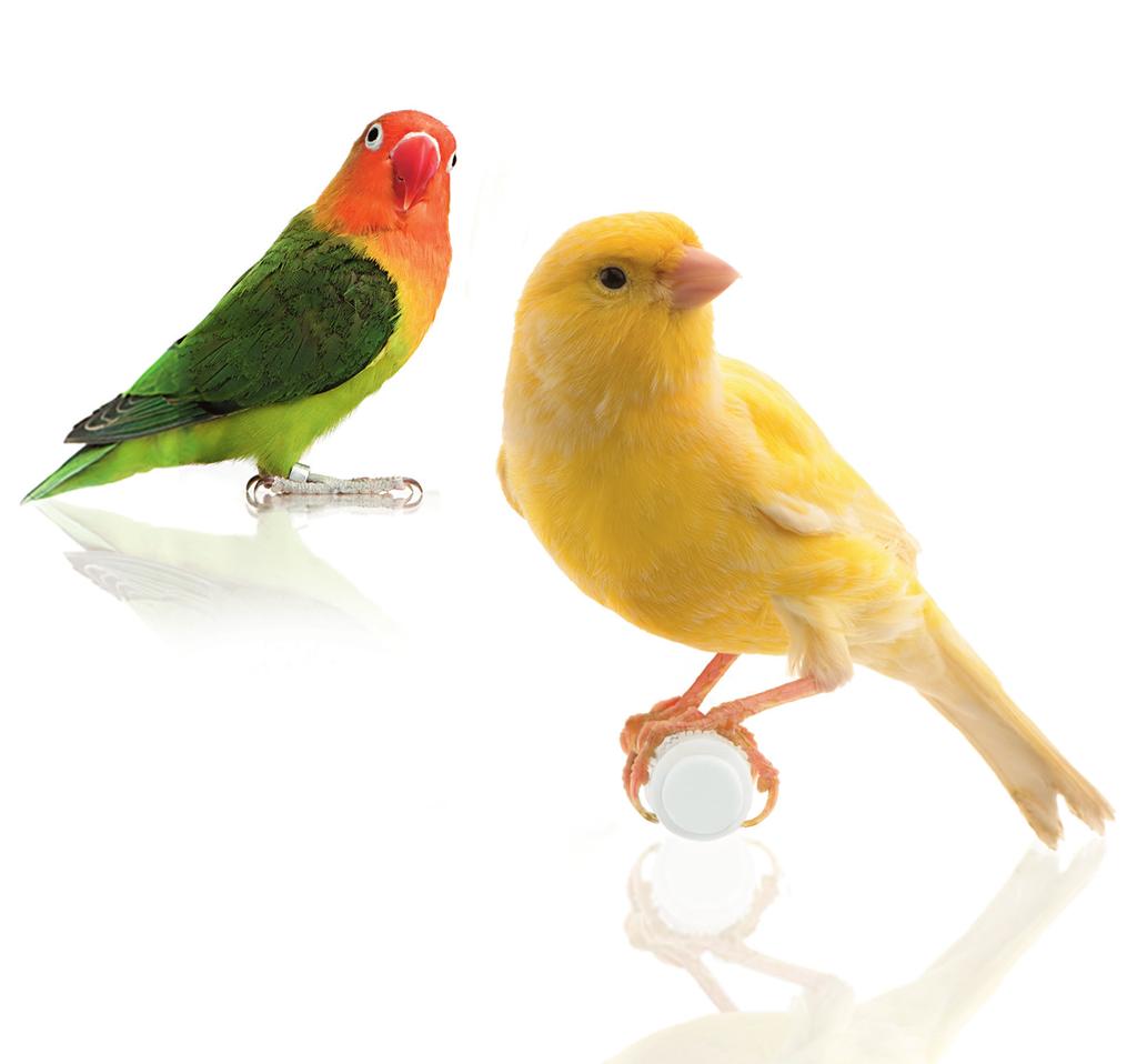 ornitologia Il mondo della ornitologia ornamentale è una realtà permeata da grande passione, professionalità ed estrema competenza.