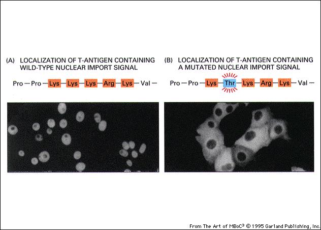 MFN0366-A1 (I. Perroteau) - indirizzamento delle proteine Se la sequenza NLS è mutata, la proteina non viene più trasportata dal citoplasma al nucleoplasma.