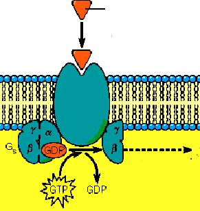 ecettori adrenergici E La noradrenalina rilasciata si lega reversibilmente ai recettori adrenergici α o β accoppiati a proteine G