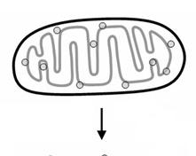 Distruzione della membrana mitocondriale esterna L elevata concentrazione di soluti nella matrice mitocondriale genera una pressione osmotica, che induce un influsso di acqua e la conseguenete