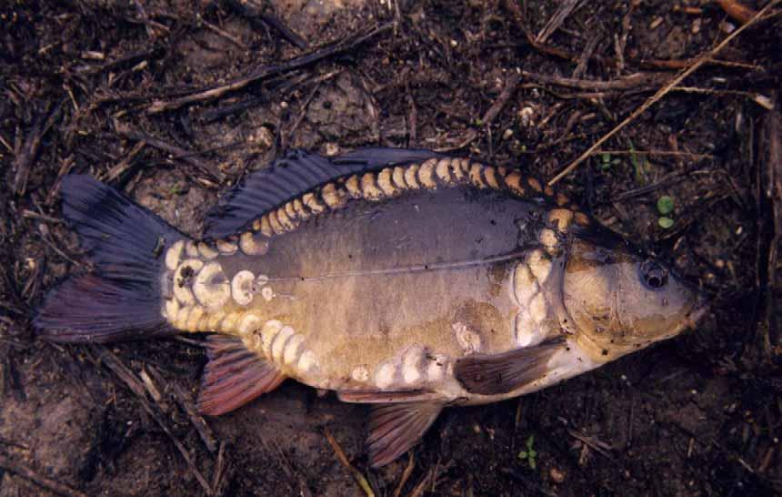 CARPA a specchi Cyprinus