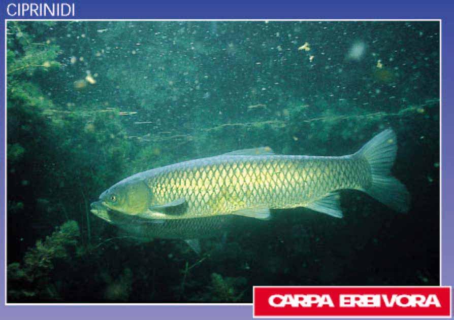 CARPA ERBIVORA