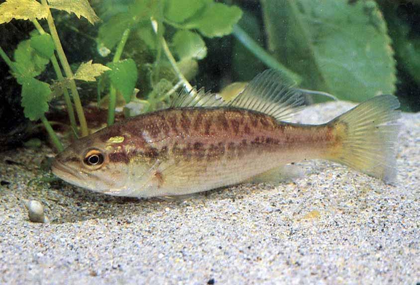 PERSICO TROTA Micropterus salmoides