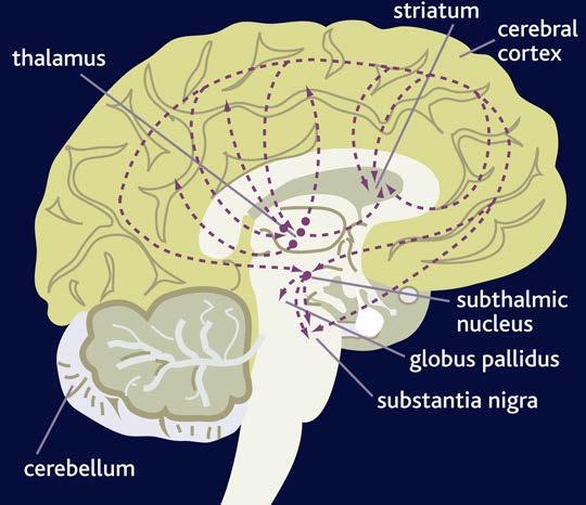 Glutamatergic pathways in the brain Principali vie glutammatergiche Vie cortico-corticali Vie corticotalamiche Vie extrapiramidali (corticostriatali) Vie ippocampali