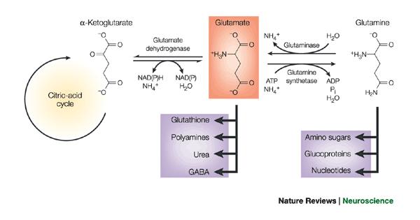 Sintesi e metabolismo del glutammato nel sistema nervoso centrale Precursori: Glucosio 1. Glicolisi 2. Ciclo di Krebs 3.