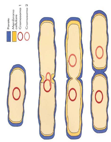 Moltiplicazione ASESSUATA, per scissione (o divisione o fissione) binaria La riproduzione inizia con la replicazione del DNA; le 2 nuove molecole vengono separate dal SETTO (2 membrane separate da 2