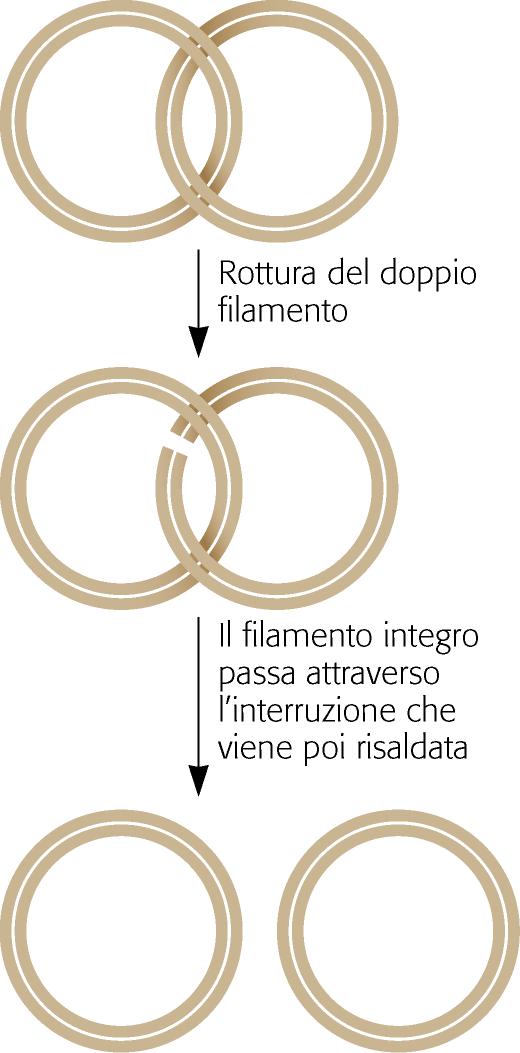 Terminazione replicazione All avvicinarsi del completamento del processo, si arresta la sintesi, e i cromosomi nuovi sono intrecciati tra loro.