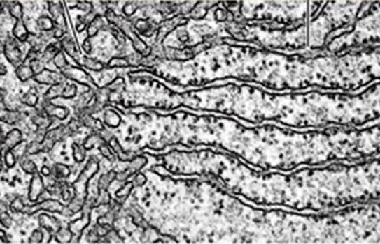 RETICOLO ENDOPLASMATICO È un labirinto di canali Serve a mettere in comunicazione le varie parti della cellula e