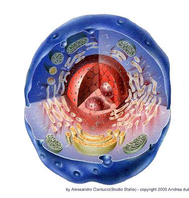 È il cervello della cellula Invia le informazioni necessarie alla cellula per lo svolgimento delle sue attività Intorno al nucleo si trova la