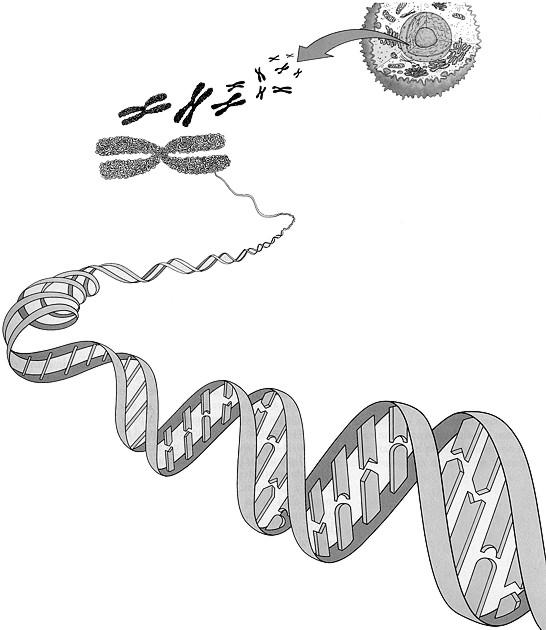 I cromosomi sono costituiti di DNA (acido desossiribonucleico) Il DNA è formato da un insieme di geni, che servono per trasmettere i caratteri ereditari I