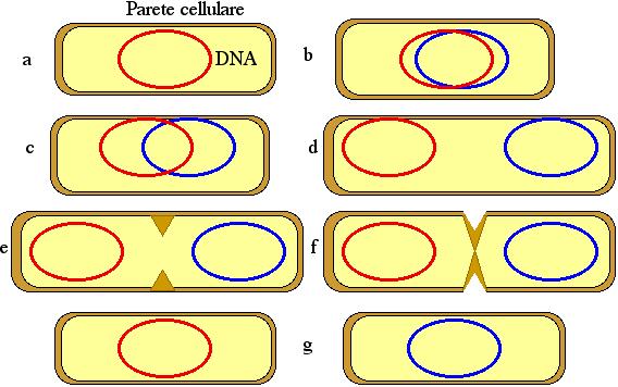 LA RIPRODUZIONE CELLULARE Il processo di divisione cellulare nei procarioti è detto scissione binaria.