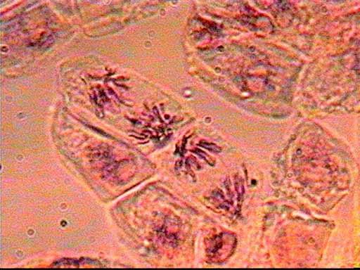 Nelle cellule degli eucarioti il processo è più complesso e prende il nome di mitosi. La mitosi avviene in alcune tappe: 1. La cellula crea una copia identica del suo DNA 2.