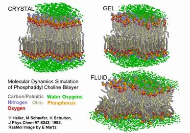 cariche negative è maggiore all interno della cellula La membrana plasmatica è polarizzata: ha una