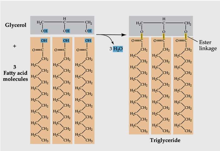 all cis Δ 5,Δ 8,Δ 11,Δ 14 Eicosatetraeno ate CH3(CH2)22COO CH3(CH2)5CH=C H(CH2)7COO CH3(CH2)7CH=C H(CH2)7COO CH3(CH2)4(CH=C HCH2)2(CH2)6CO O CH3CH2(CH=CH