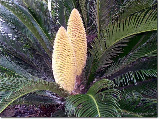 Cycas revoluta