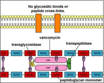 Sintesi parete: Antibiotici non beta-lattamici VANCOMICINA. Interagisce con la D- ala-d-ala terminale interferendo con la formazione dei ponti.