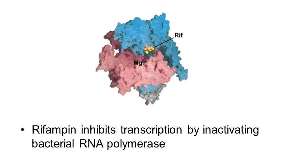Rifampicina Si lega all RNA polimerasi DNA-dipendente ed inibisce l inizio