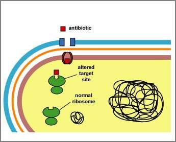 3. Modificazione del sito bersaglio dell antibiotico Alterati