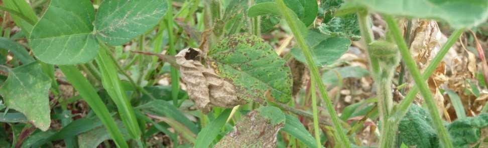 La nuova vegetazione che si sviluppa dopo il