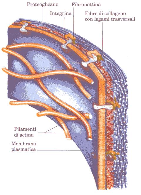 sono composti da catene molto lunghe di ialuronato a cui sono legate in modo non covalente numerose molecole di proteine del nucleo, a intervalli di circa 40 nm; ogni proteina è legata covalentemente