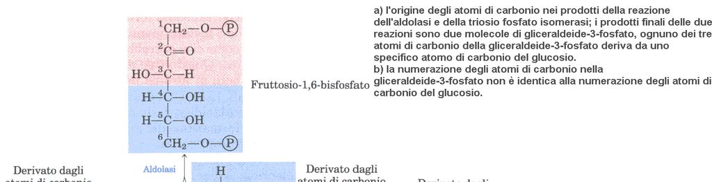 viene convertito reversibilmente il gliceraldeide-3-fosfato dal quinto enzima della sequenza glicolitica, la trioso fosfato isomerasi.