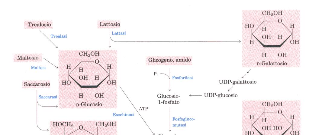 Le vie secondarie di ossidazione del glucosio.