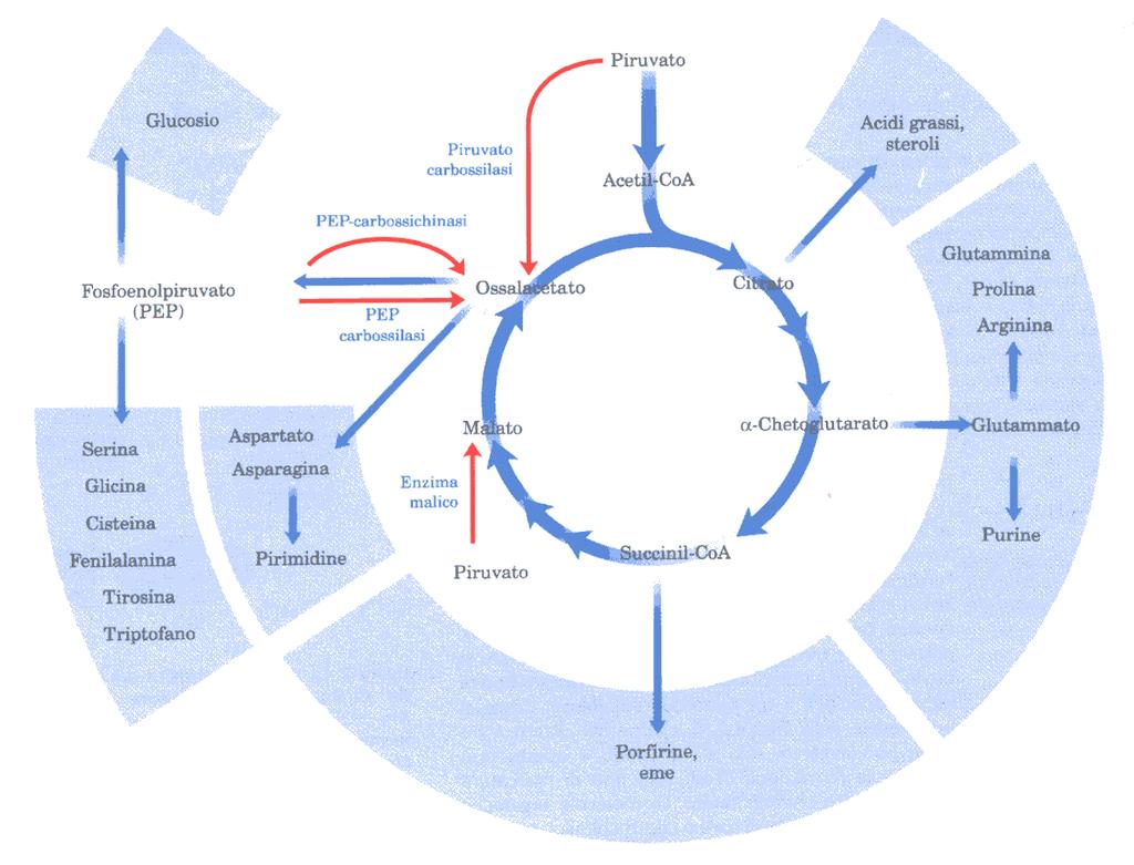 Gli intermedi del ciclo dell acido citrico vengono rimossi per essere utilizzati come precursori in molte vie biosintetiche formando i prodotti riportati nelle aree ombreggiate.