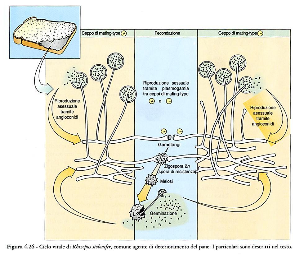 Rhizopus,