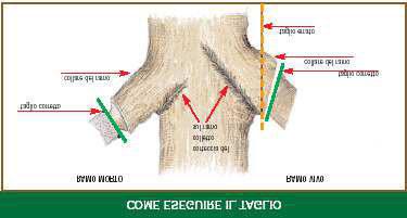 consistenti in sbrancature e capitozzature eseguite a intervalli di tempo regolari, con lo scopo di mantenere l albero entro lo spazio assegnato.