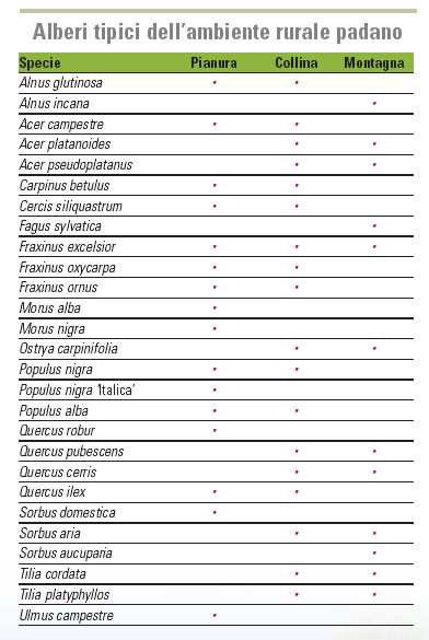 Alberi per le zone urbane Alberi di grande taglia Alnus glutinosa Acer campestre Elsrijk Acer pseudoplatanus Atropurpureum Acer pseudoplatanus Leopoldii Acer platanoides Follis Atropurpureis Acer