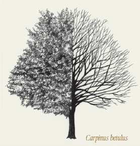 CARPINO Famiglia: CORYLACEAE Genere: Carpinus, Ostrya Nome comune: Carpino bianco Nome scientifico: Carpinus betulus È un albero o un grande cespuglio a foglie caduche, con chioma molto fitta, larga