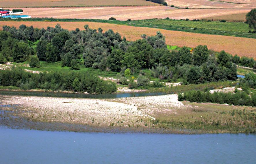 Criteri d intervento Sui boschi ripari gli interventi devono essere programmati in funzione di: zona del corso d acqua (alveo, sponda, golena, versante); obiettivo prevalente (stabilità delle sponde,