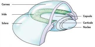 Figura 1: sezione del cristallino [Orzalesi, Ofalmologia Delfino Antonio Editore, 2009] Per quanto riguarda l innervazione del muscolo ciliare, essa viene coordinata dal Sistema Nervoso Autonomo