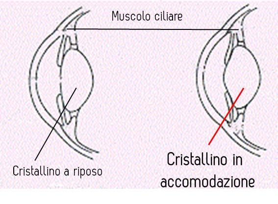 [Figura 2: meccanismo dell accomodazione] 2.3 Triade accomodativa Il meccanismo accomodativo comporta sempre anche altri due processi fondamentali: la convergenza binoculare e la miosi pupillare.