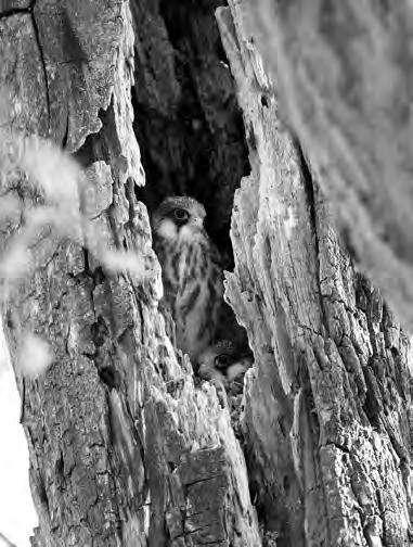 Nidificazione di Falco cuculo nella cavità di un albero 89 Svernamento di Cicogna nera nella pianura bolognese Photo M.