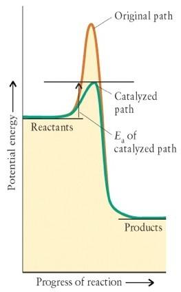 I catalizzatori Il catalizzatore funziona fornendo un percorso alternativo per passare dai reagenti ai prodotti, caratterizzato da una minore energia di