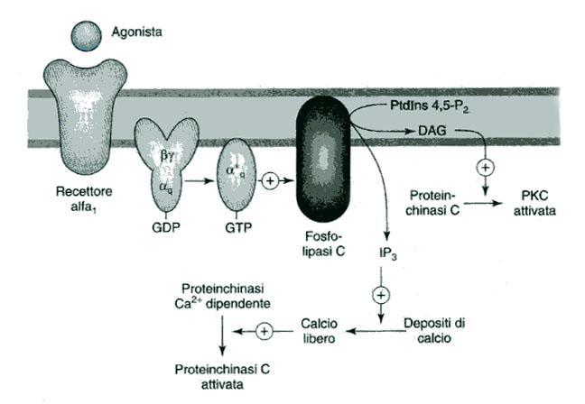 Sistemi di trasduzione del segnale I recettori a 1 attivano la