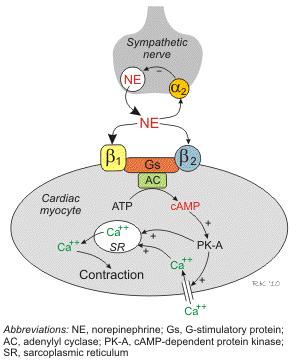 RUOLO DEL RECETTORE β 1 ADRENERGICO NELLA MODULAZIONE DELLA FUNZIONE CARDIACA Attivazione dei recettori β 1 aumento della formazione di camp.