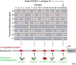 Create cellular complexity by differential genes expression This form of combinatorial coding endows an organism with n genes to create, in theory, 2 n different cell-specific gene