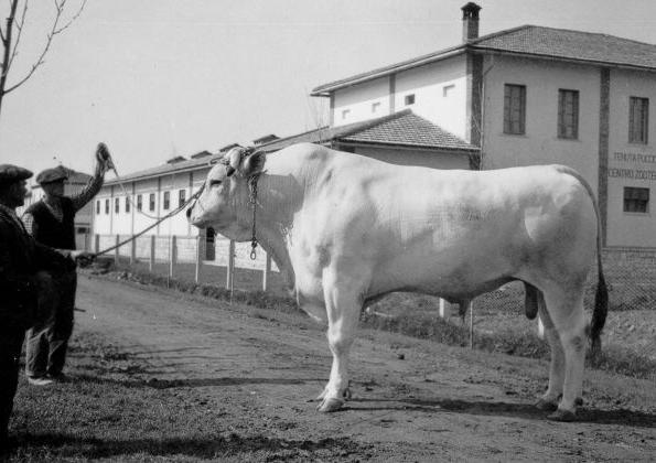 Presentazione del progetto Per un archivio comune della RAZZA