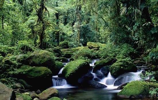 Monteverde è un luogo di foreste pluviali, piantagioni di caffè, moltissime specie di animali e piante, molta nebbia nebulosa e persone molto amichevoli.