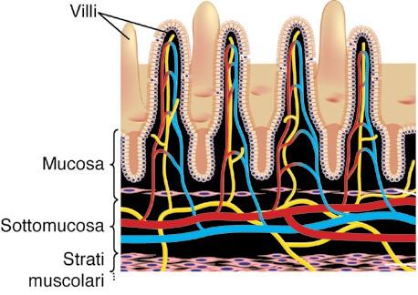 ASSORBIMENTO E ASSIMILAZIONE L assorbimento dei principi nutritivi avviene per la maggior parte grazie a milioni di villi intestinali