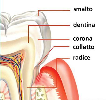 La bocca La digestione meccanica nella bocca è dovuta all atto della masticazione, in cui il