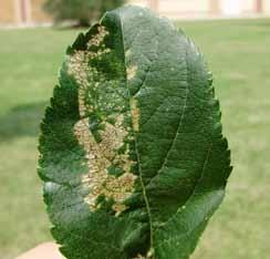 EULIA (Argyrotaenia pulchellana) La difesa contro l Eulia necessita di un attento monitoraggio con trappole a feromoni e controlli visivi aventi lo scopo di evidenziare uova e larve di I e II GEN.