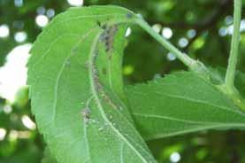 Fig.13 Infestazione di afide lanigero su frutto AFIDE GRIGIO (Dysaphis plantaginea) Generalmente si basa su 2 trattamenti mirati: Fig.