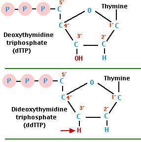 DNA Sequencing: the chain termination method (Sanger's