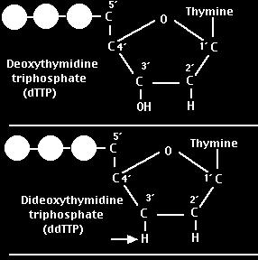 elongation can occur dideoxy NTPs don t have a 3